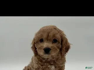 Cavapoo dogs Cavapoo Puppy 1 - Ad 19