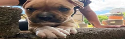 American Bully dogs for sale: CoCo - Ad 13