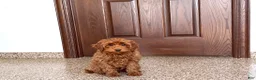 Cavapoo dogs for sale: Cavapoo F1b male Puppy 3 - Ad 7