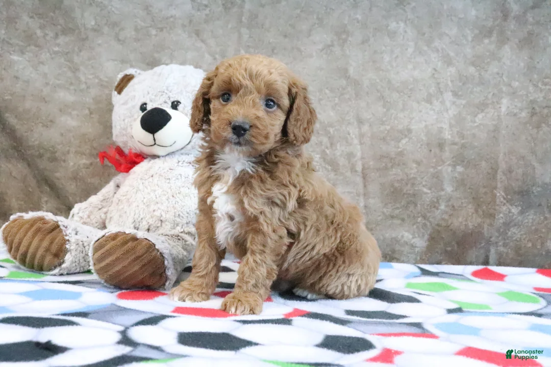 Mini Goldendoodle dogs for sale: Zeke - Ad 2