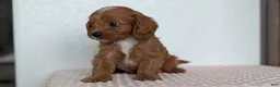 Cavapoo dogs for sale: Saint - Ad 2
