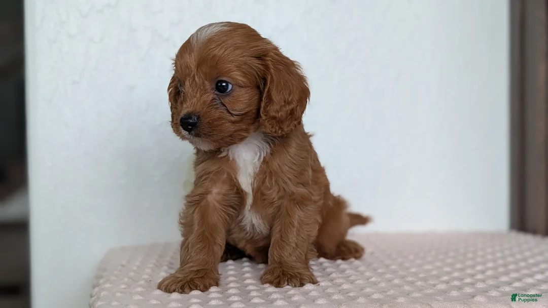 Cavapoo dogs for sale: Saint - Ad 2