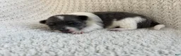 Chihuahua dogs for sale: Navaeh - Ad 3