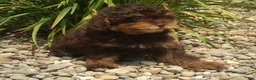 Miniature Poodle dogs for sale: Maple - Ad 6