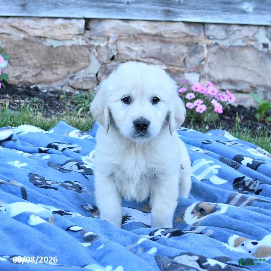 Golden Retriever dogs for sale: Buster - Ad 2
