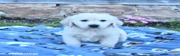 Golden Retriever dogs for sale: Buster - Ad 1