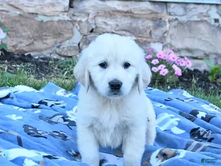 Golden Retriever dogs for sale: Buster - Ad 2