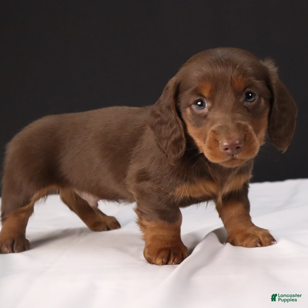 Dachshund dogs for sale: Dachshund Puppy 1 - Ad 6