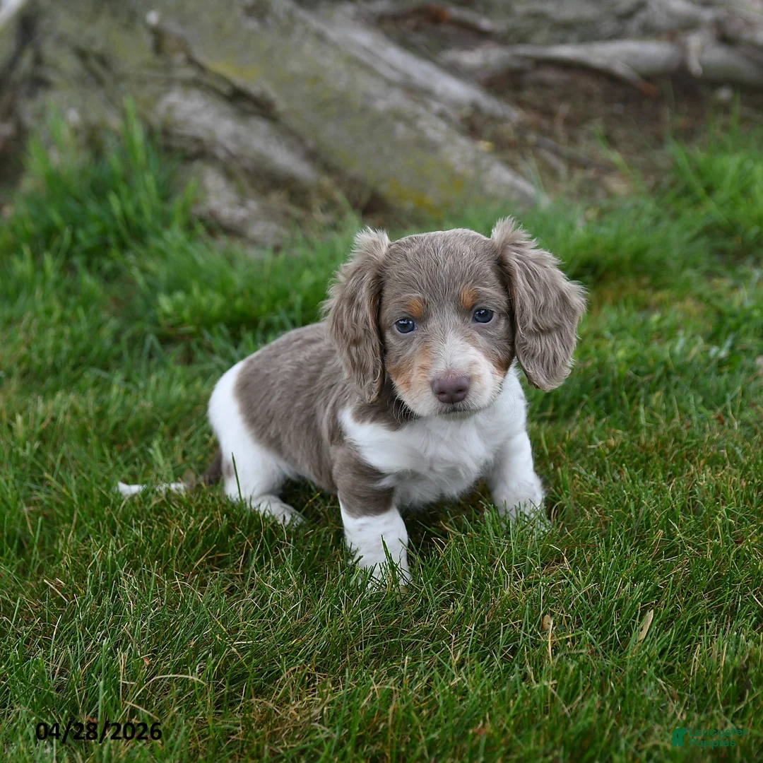 Dachshund dogs for sale: Ranger - Ad 2