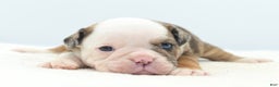 Mixed Breed dogs for sale: Turbo Merle blue eyes - Ad 5
