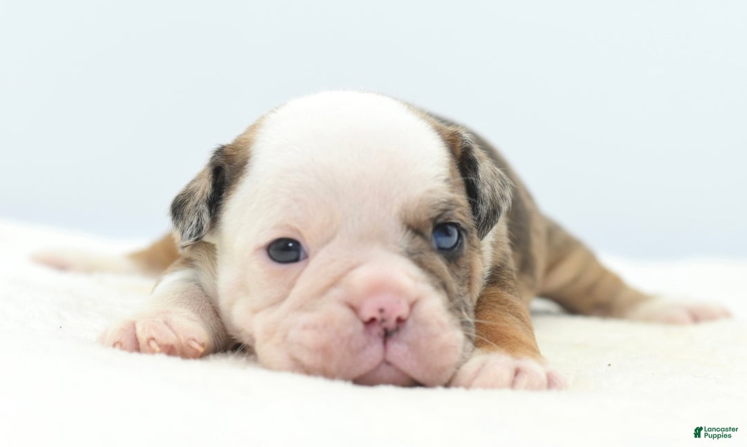 Mixed Breed dogs for sale: Turbo Merle blue eyes - Ad 5