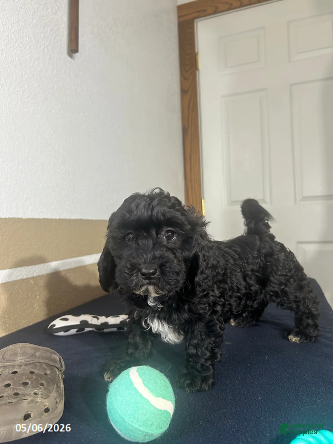 Havapoo dogs for sale: Kandy - Ad 5