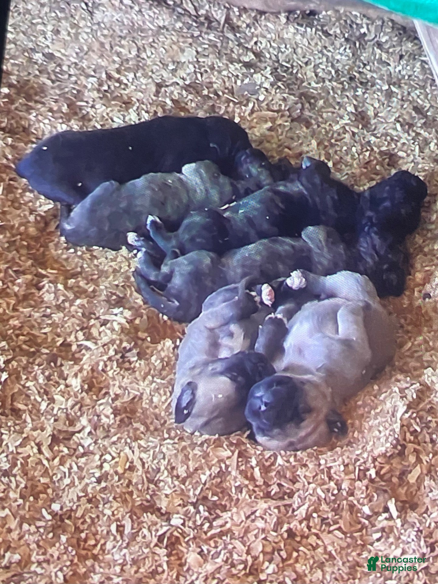 English Mastiff dogs for sale: English Mastiff 1 - Ad 27