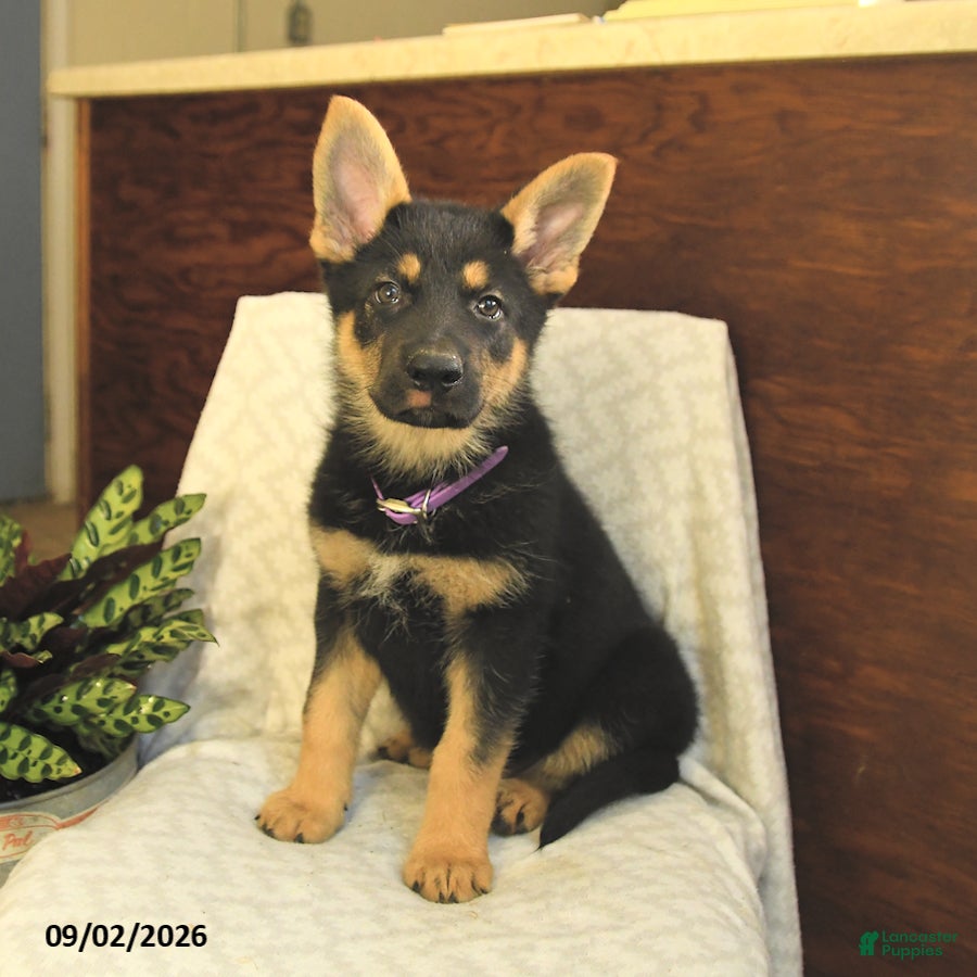 German Shepherd dogs Maple   - Ad 1