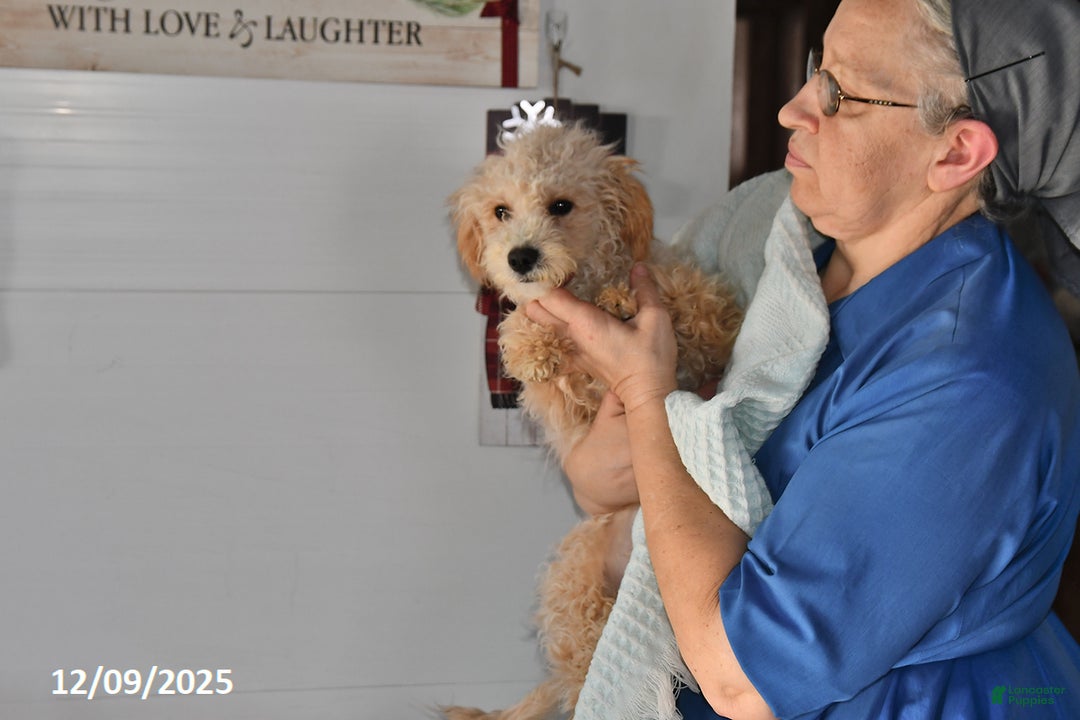 Bichpoo dogs for sale: Cowboy - Ad 3