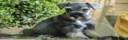 Miniature Schnauzer dogs for sale: Quest Miniature Schnauzer  - Ad 4
