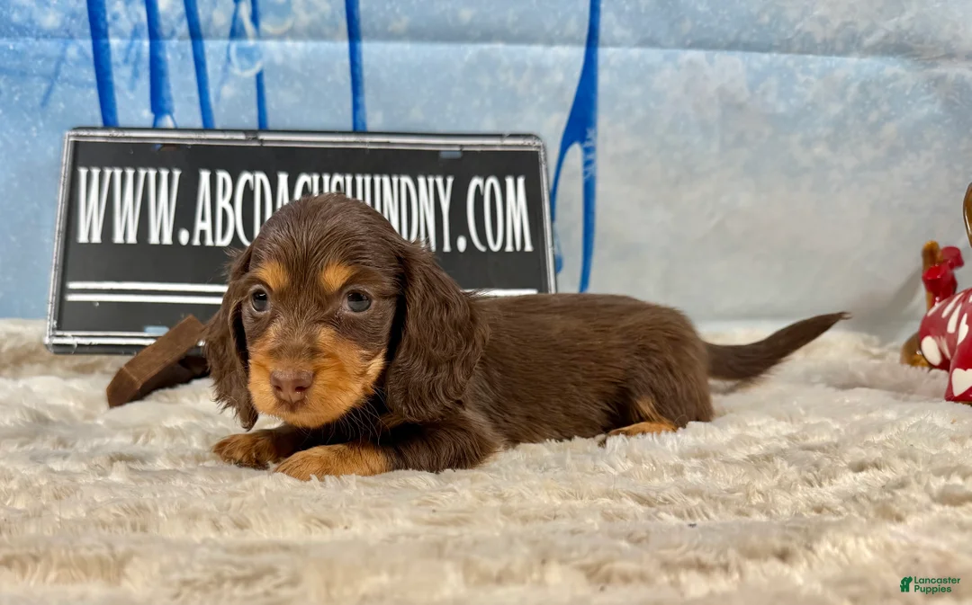 Dachshund dogs for sale: Uno chocolate import - Ad 1