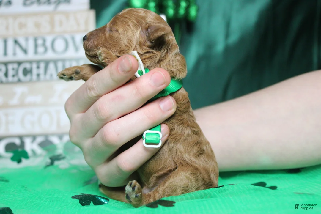 Miniature Poodle dogs for sale: Rufus  - Ad 9