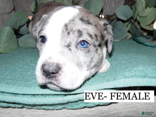 American Pit Bull Terrier dogs EVE - Ad 18