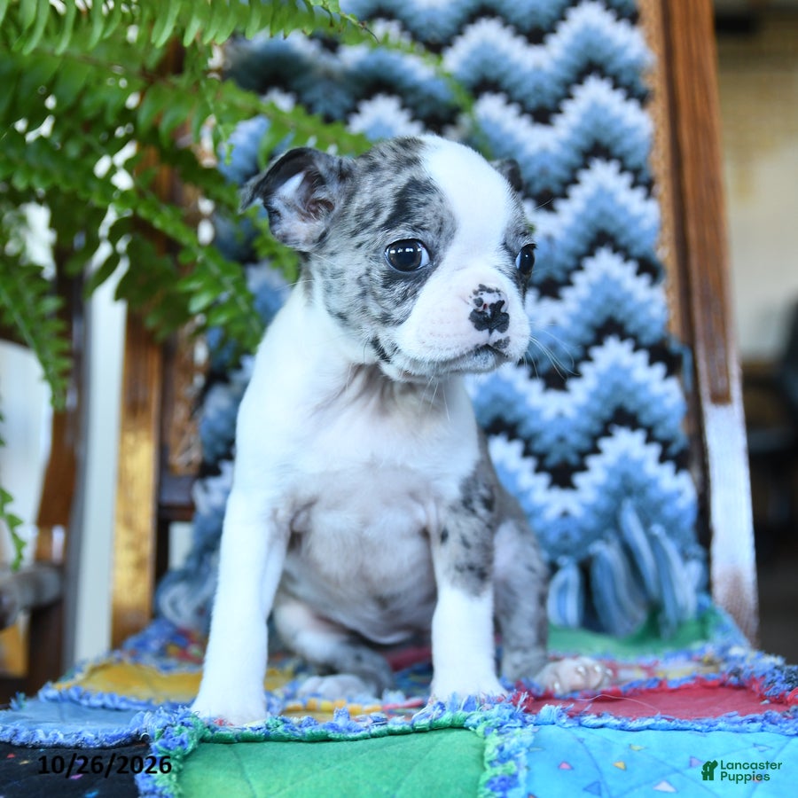Boston Terrier dogs for sale: Kennedy - Ad 2