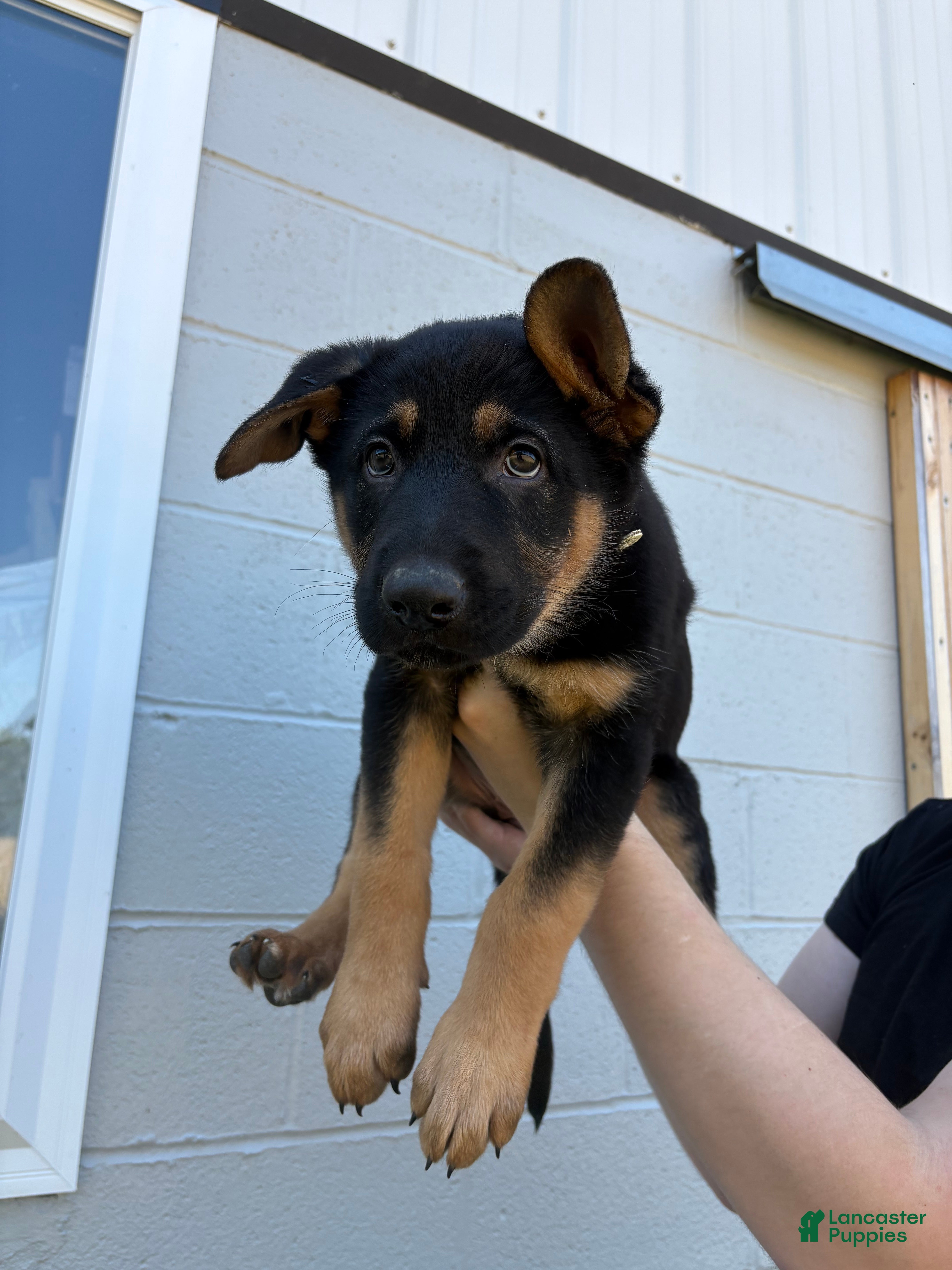 German Shepherd dogs Bree - Ad 38