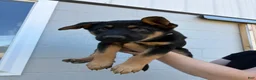 German Shepherd dogs for sale: Bree - Ad 4