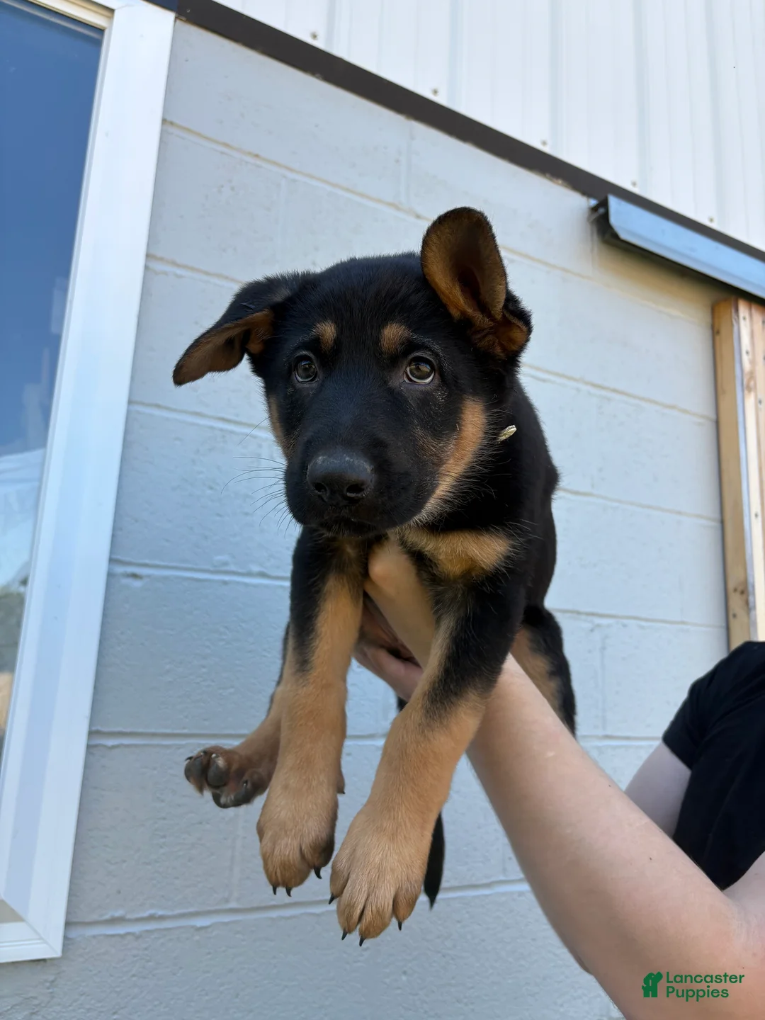 German Shepherd dogs for sale: Bree - Ad 4