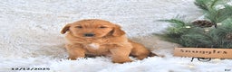 Golden Retriever dogs for sale: Snuggles   - Ad 4