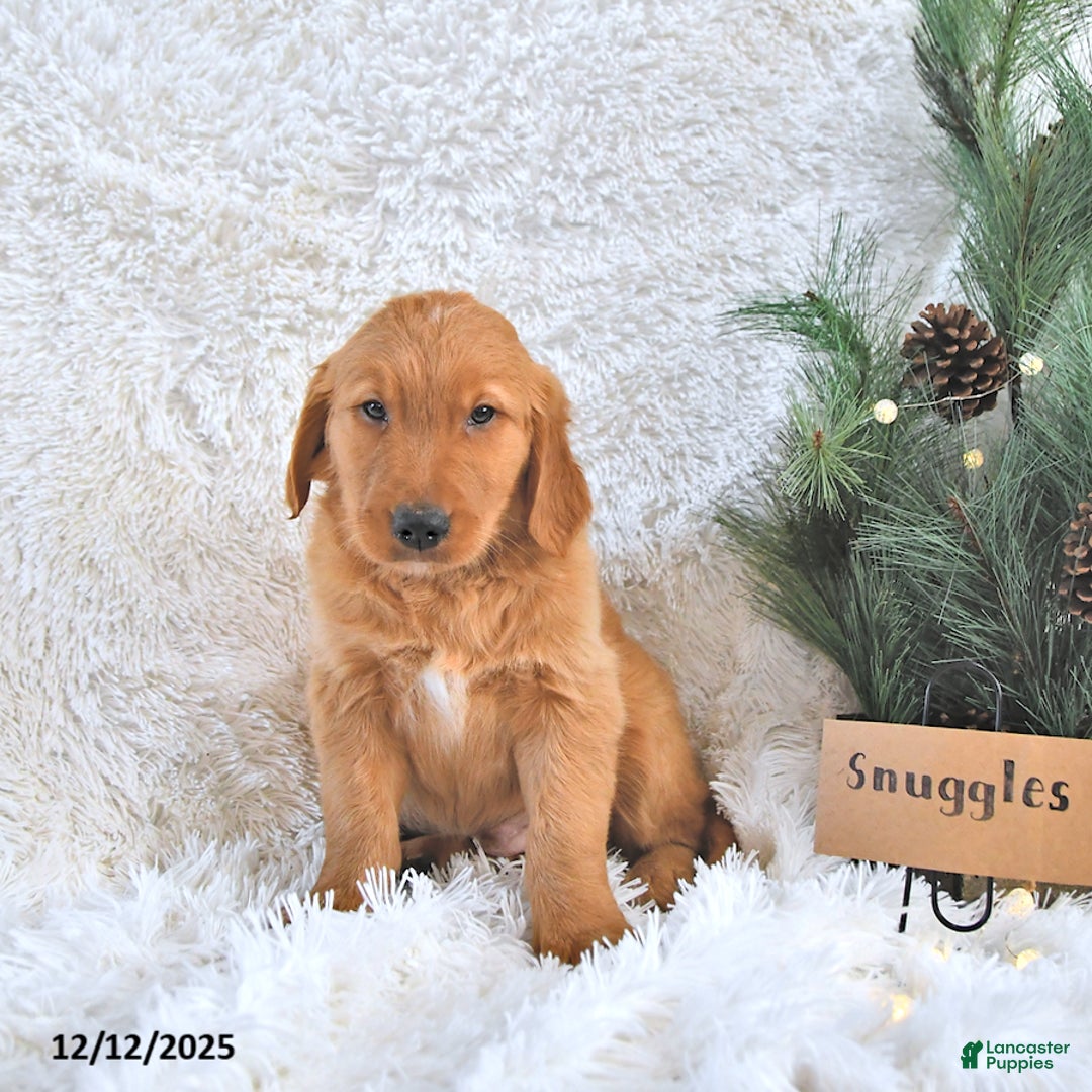 Golden Retriever dogs for sale: Snuggles   - Ad 4