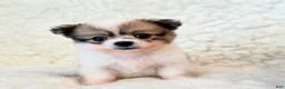 Pomapoo dogs for sale: Jasper teacup Pompoo - Ad 3