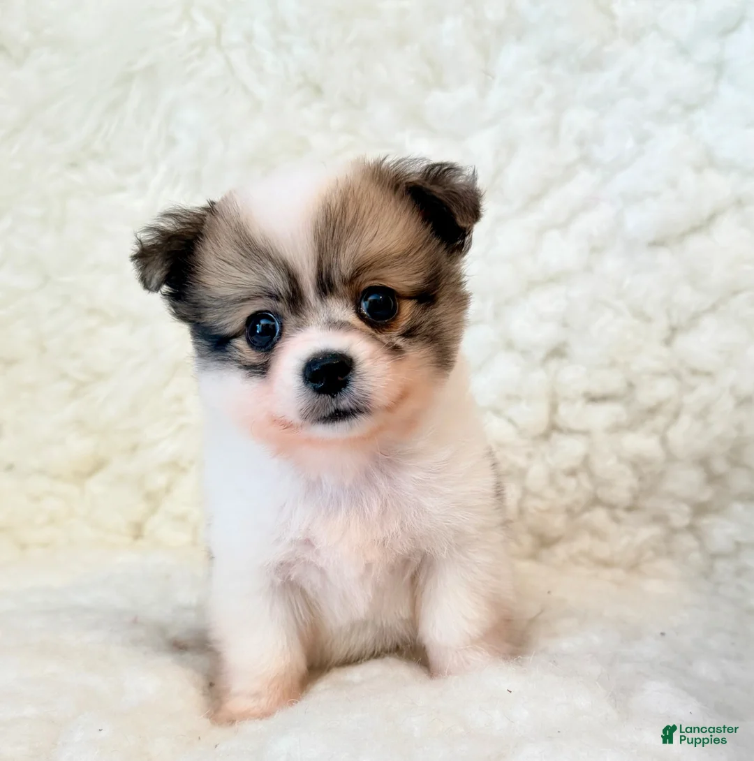Pomapoo dogs for sale: Jasper teacup Pompoo - Ad 3