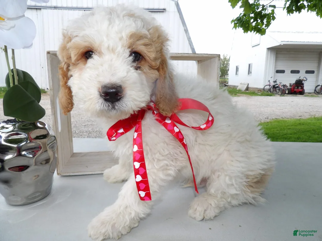 Gallery Image {{count}}