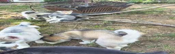 Siberian Husky dogs for sale: Siberian Husky 3 - Ad 9
