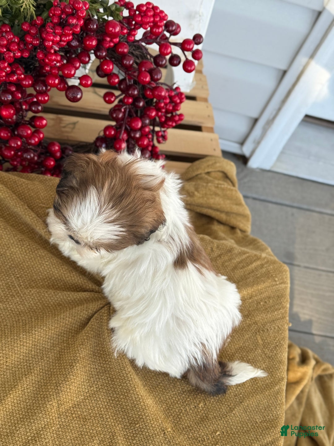 Shih Tzu dogs for sale: Pansy - Ad 7