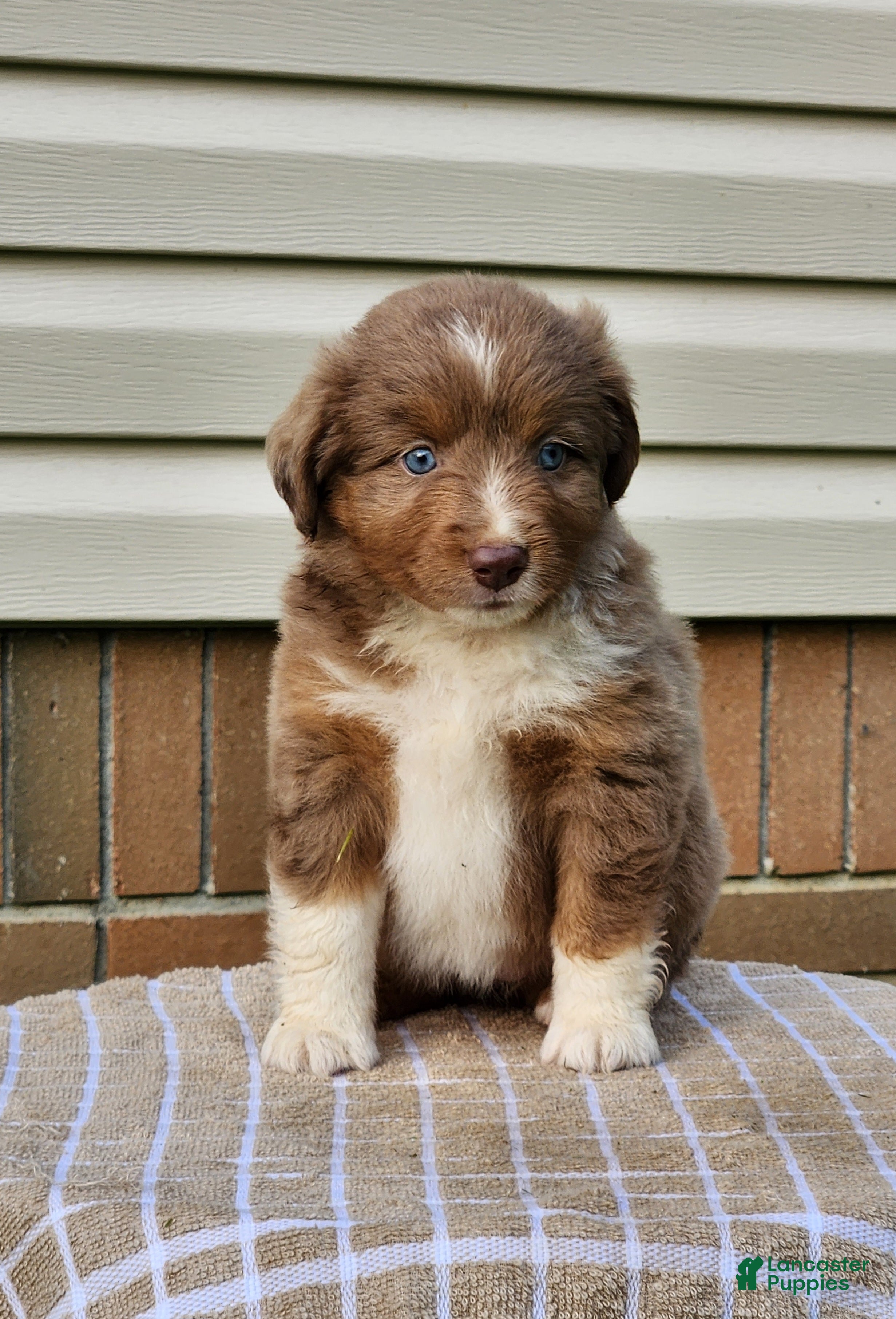 Miniature Australian Shepherd dogs Stella - Ad 10