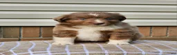 Miniature Australian Shepherd dogs for sale: Stella - Ad 1