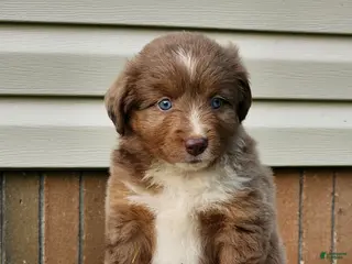 Miniature Australian Shepherd dogs Stella - Ad 10