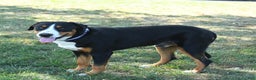 Greater Swiss Mountain Dog dogs for sale: Sage❤️🎄AKC Hip Cert❤️Call 717-859-8731 - Ad 4
