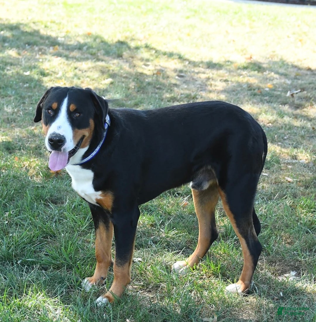 Greater Swiss Mountain Dog dogs for sale: Sage❤️🎄AKC Hip Cert❤️Call 717-859-8731 - Ad 4