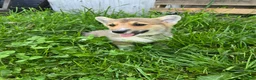 Welsh Corgi Pembroke dogs for sale: Welsh Corgi Pembroke Puppy 5 - Ad 3