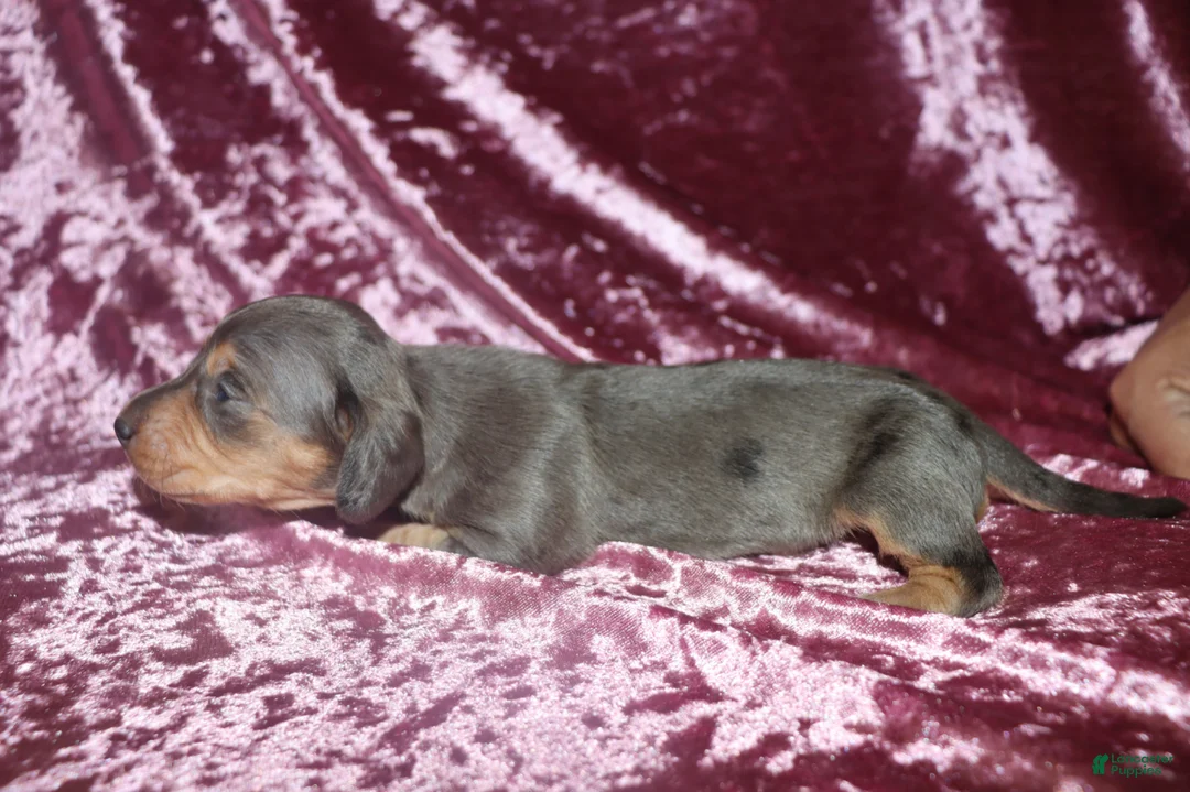 Miniature Dachshund dogs for sale: Skyler  - Ad 2