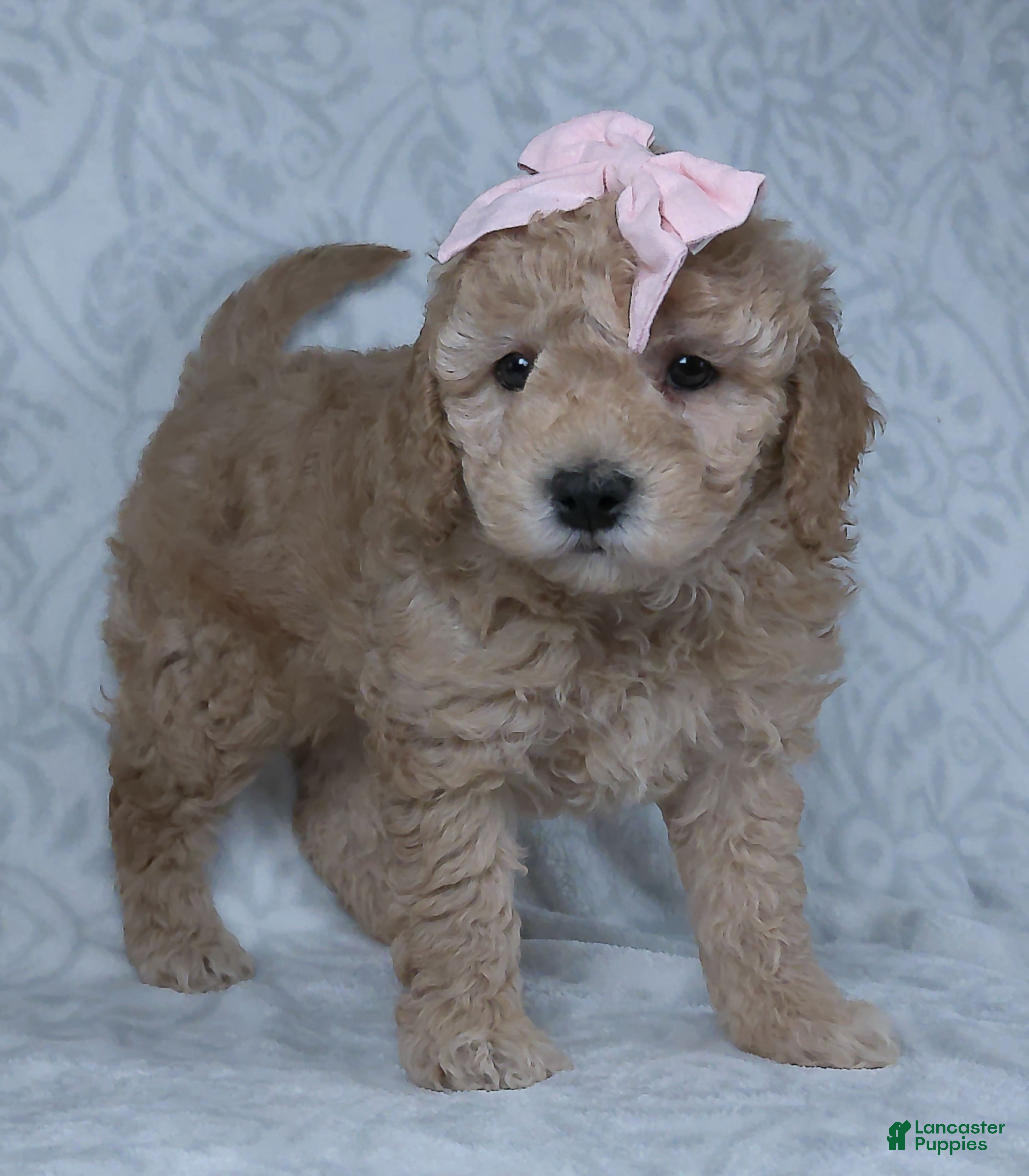 Mini Goldendoodle dogs Kiki - Ad 2