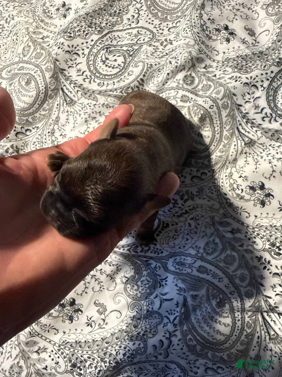 Brussels Griffon dogs for sale: Brussels Griffon Puppy 3 - Ad 1