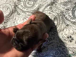 Brussels Griffon dogs Brussels Griffon Puppy 3 - Ad 5