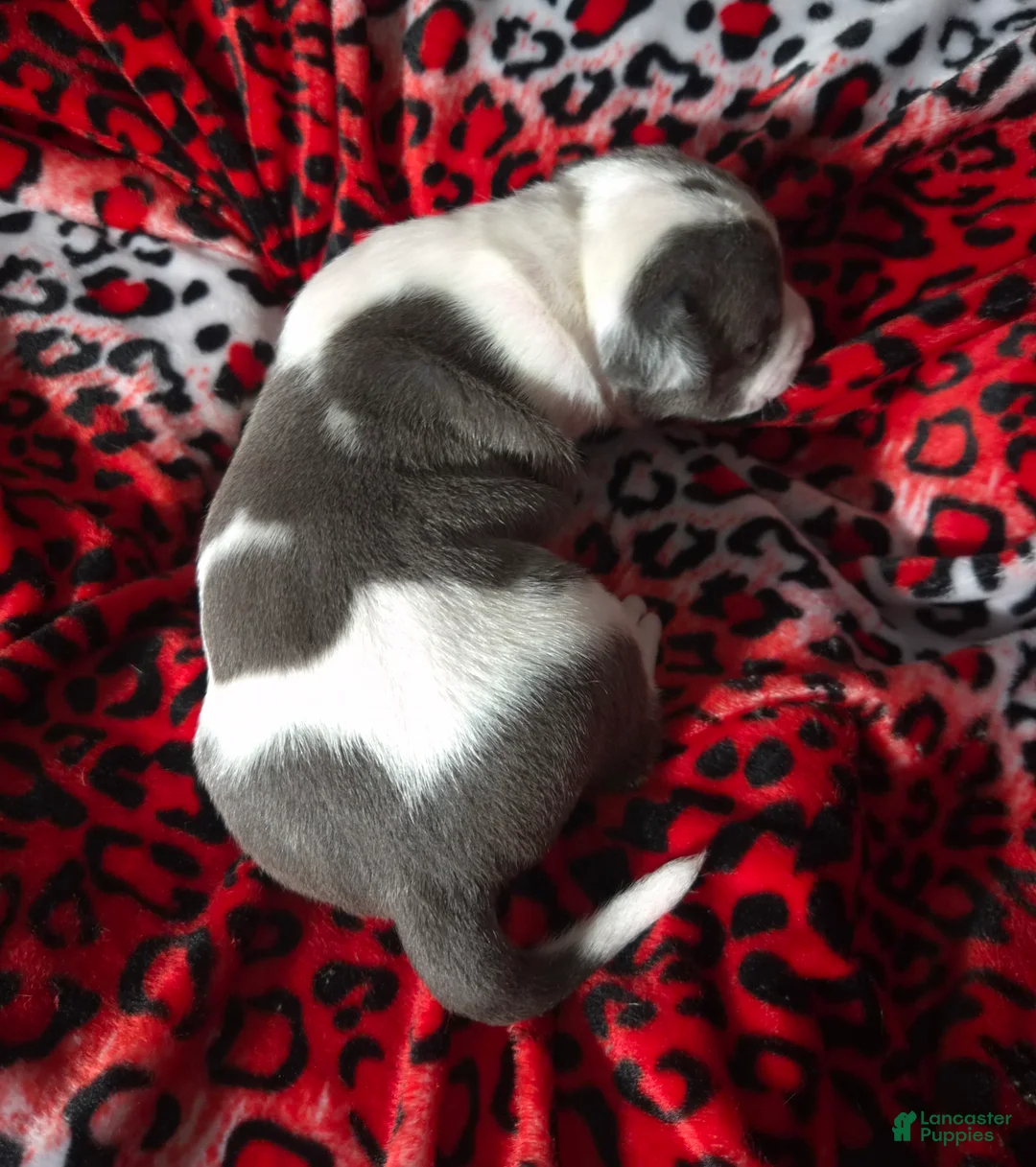 Mixed Breed dogs for sale: "BIGGIE SMALLZ" - Ad 10