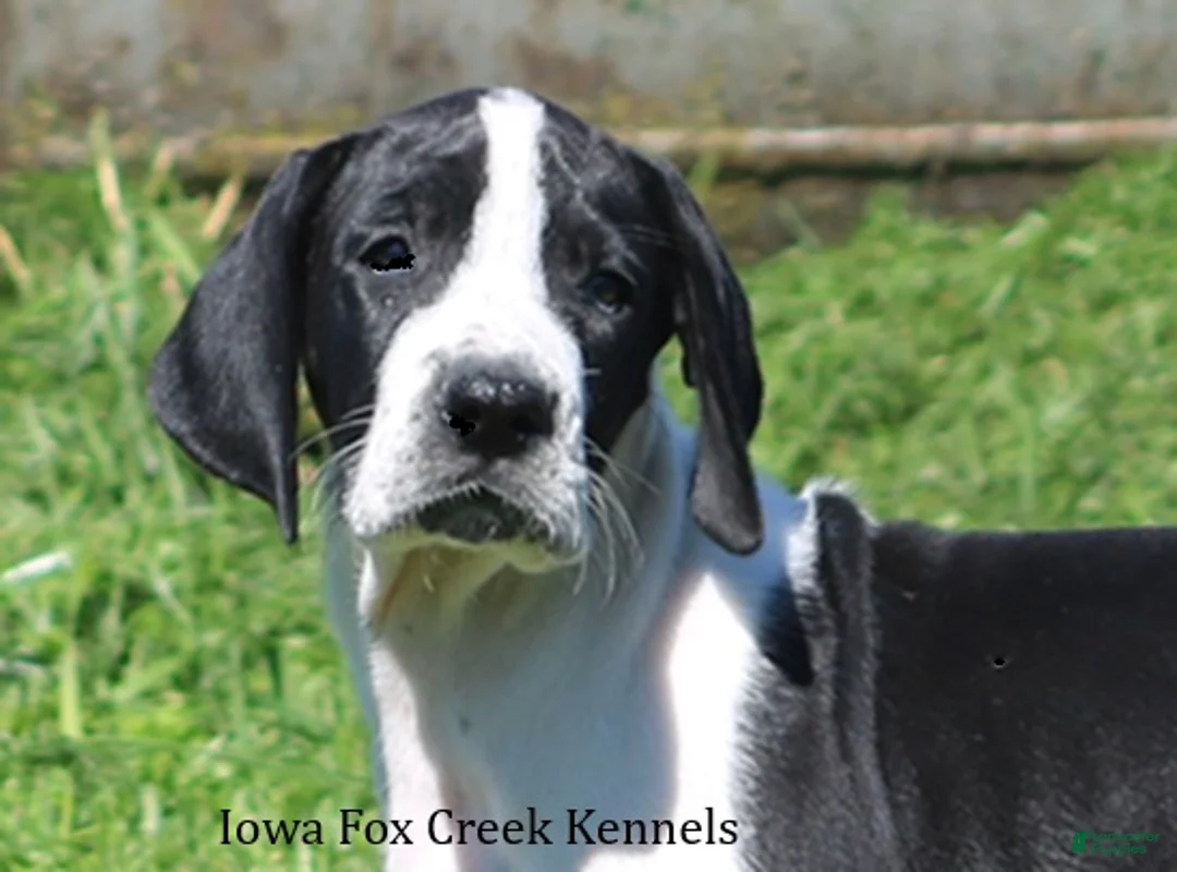 Great Dane dogs for sale: Great Dane 3 - Ad 1