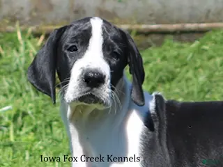 Great Dane dogs Great Dane 3 - Ad 1