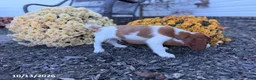 Welsh Springer Spaniel dogs for sale: Leslie - Ad 5