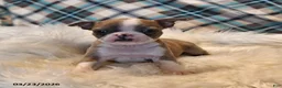 Boston Terrier dogs for sale: Cheyenne - Ad 13