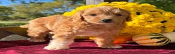 Mini Goldendoodle dogs for sale: Toto (Micro Mini Goldendoodle) - Ad 3